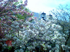 NEC_0045.JPG